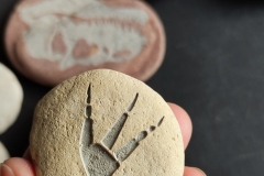 Akmens ar gravētu fosiliju